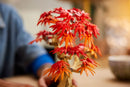 LEGO Botanical Collection Japanese Maple Tree 10348