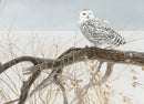 Cobble Hill 500 Piece Puzzle Robert Bateman Print Fallen Willow - Snowy Owl