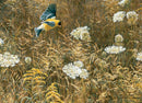 Cobble Hill 500 Piece Puzzle Robert Bateman Print Queen Anne's Lace And American Goldfinch