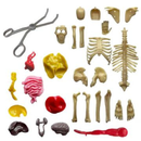 Thames & Kosmos Ooze Labs: Visible Human Body with Squishable Organs