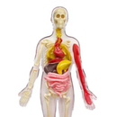 Thames & Kosmos Ooze Labs: Visible Human Body with Squishable Organs