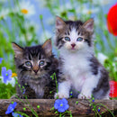 Ravensburger 3 X 49 Pieces Cuddly Kittens