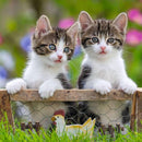 Ravensburger 3 X 49 Pieces Cuddly Kittens